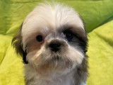Des chiots Shih Tzu mâles disponibles