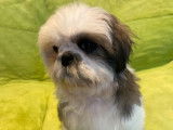 Des chiots Shih Tzu mâles disponibles