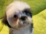 Des chiots Shih Tzu mâles disponibles