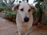 A adopter chien Mastin Espagnol CHICO