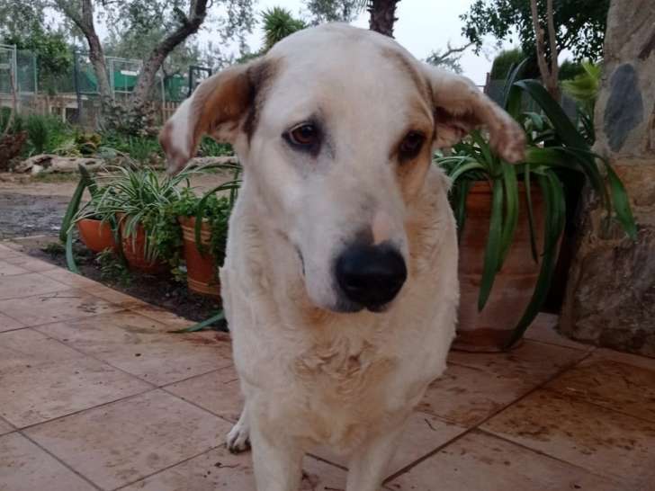 A adopter chien Mastin Espagnol CHICO