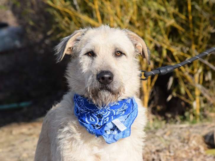 A adopter chien PIERO