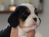 Chiots Cavaliers King Charles tricolores