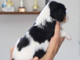 Chiots Cavaliers King Charles tricolores