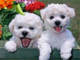 Chiots Bichons Frisés à réserver