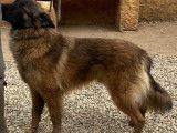 Jeune Tervueren LOF à vendre