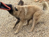 Jeune Tervueren LOF à vendre