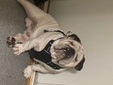 Bouledogue Anglais disponible pour saillie