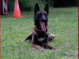 Chiots Berger Malinois à réserver