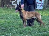 Chiots Berger Malinois à réserver