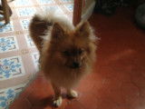 De race Spitz Allemand disponible pour saillie