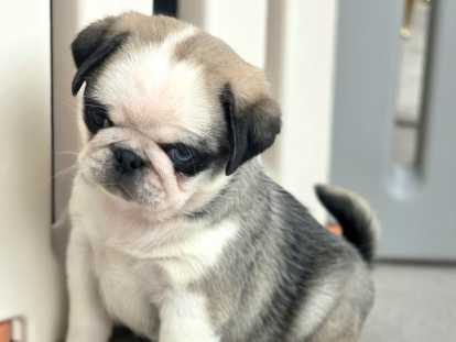 Carlins belges élevés en famille