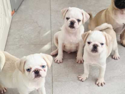 Carlins belges élevés en famille