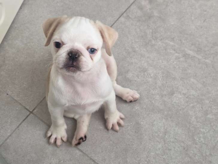 Carlins belges élevés en famille