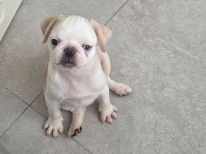 Carlins belges &eacute;lev&eacute;s en famille