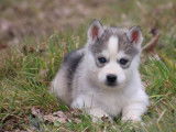 femelle Husky Sibérien , LOF , yeux bleus