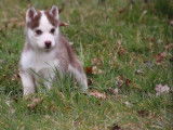 mâle Husky Sibérien , LOF , yeux vairons