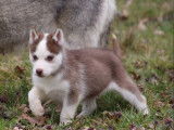mâle Husky Sibérien , LOF , yeux vairons