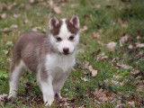 mâle Husky Sibérien , LOF , yeux vairons