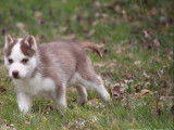 mâle Husky Sibérien , LOF , yeux vairons