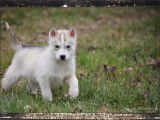 mâle Husky Sibérien , LOF , yeux bleus