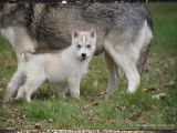 mâle Husky Sibérien , LOF , yeux bleus