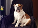 Rocky, Bouledogue Anglais LOF pour saillie