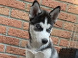 Chiot mâle Husky de Sibérie LOF à vendre