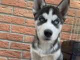 Chiot mâle Husky de Sibérie LOF à vendre