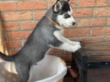 Chiot mâle Husky de Sibérie LOF à vendre