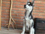 Chiot femelle Husky de Sibérie LOF à vendre