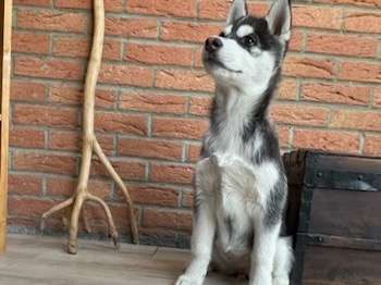 Chiot femelle Husky de Sibérie LOF à vendre