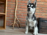 Chiot femelle Husky de Sibérie LOF à vendre