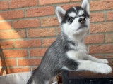 Chiot femelle Husky de Sibérie LOF à vendre
