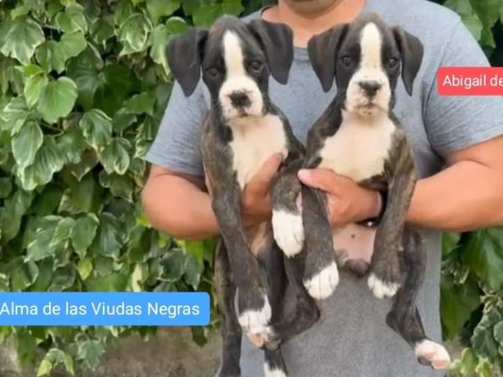 Chiots Boxer confirmables au LOF à vendre