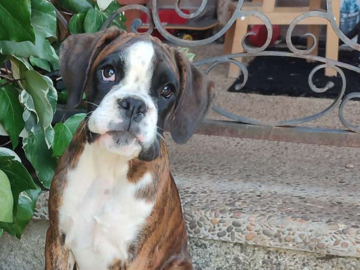 Chiots Boxer confirmables au LOF à vendre