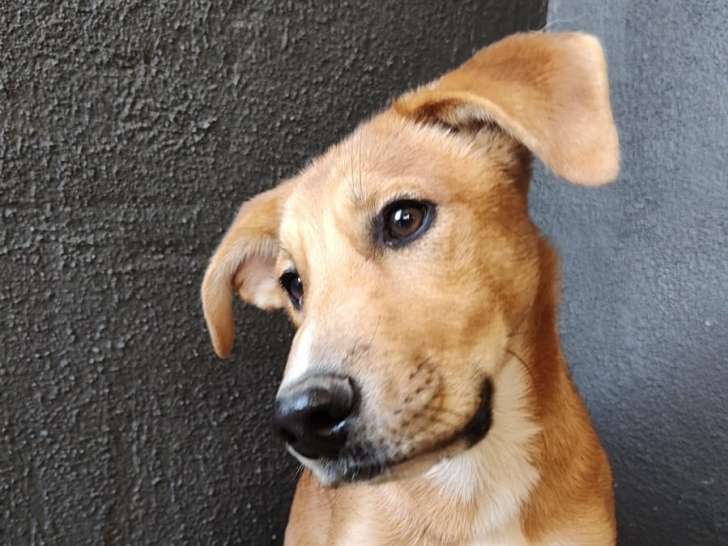 A adopter chiot ANDRES