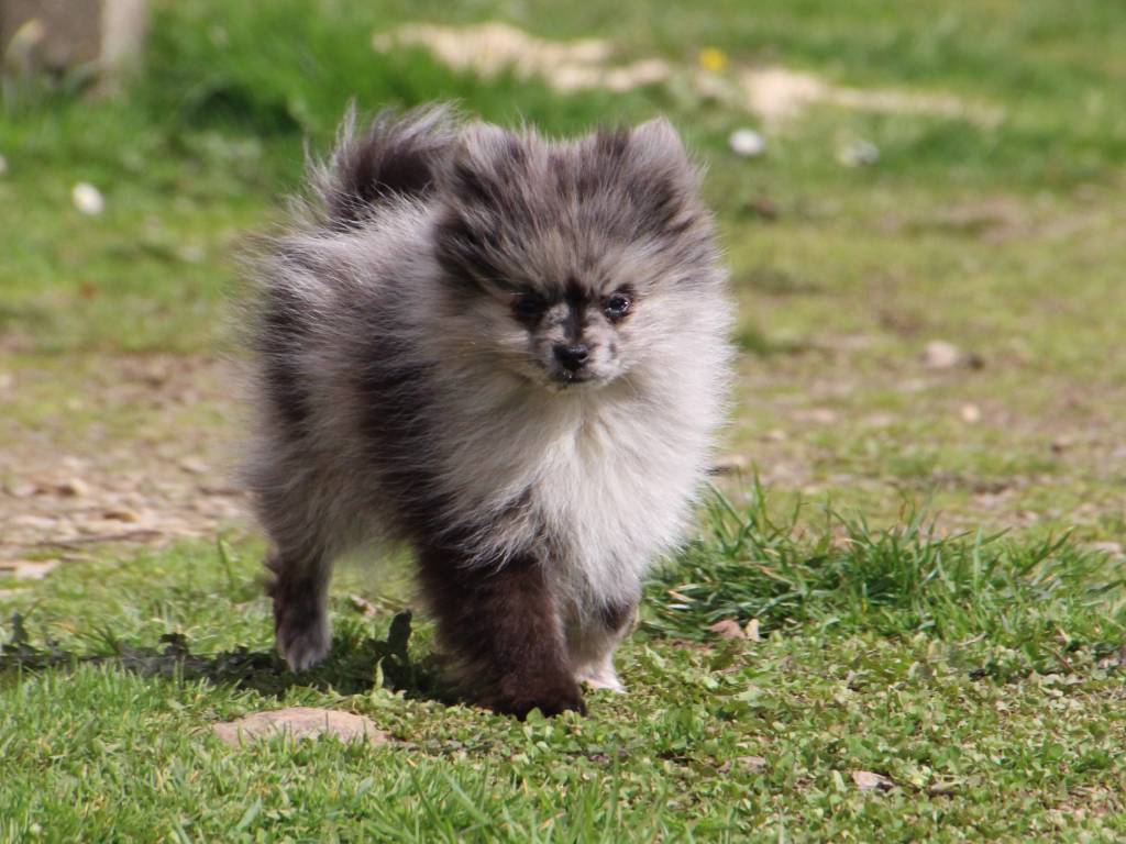 Spitz Nain merle à vendre Petite Annonce chien