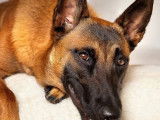Femelle Malinois LOF pour saillie