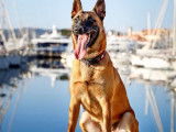 Femelle Malinois LOF pour saillie