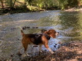Mâle Beagle de bientôt 2 ans disponible pour saillie