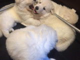 Chiots Berger Blanc Suisse LOF à vendre