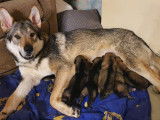 Vend chiots Chien Loup Tch&eacute;coslovaques