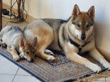 Vend chiots Chien Loup Tch&eacute;coslovaques