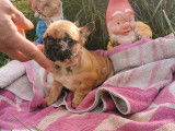 Chiots de race Bouledogue Français à vendre (2 femelles & 1 mâle)