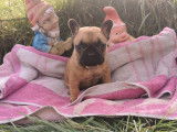 Chiots de race Bouledogue Français à vendre (2 femelles & 1 mâle)
