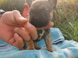 Chiots de race Bouledogue Français à vendre (2 femelles & 1 mâle)