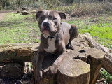 Storm, Amstaff recherche femelle pour saillie