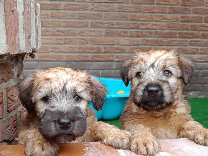 Chiots Terriers Irlandais à Poil Doux à vendre (2 Femelles)
