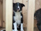 Adorables chiots Border Collie à vendre